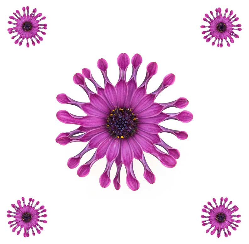 Bright pink african daisy with beautiful curled petals