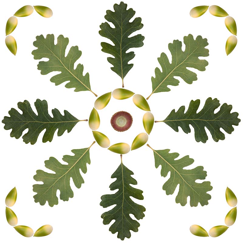 Oak Leaves, Acorn and Cap Design