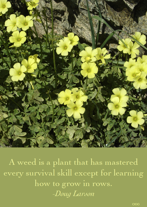 A weed is a plant that has mastered every survival skill except for learning how to grow in rows. -Doug Larson Photo and Design by Tara Gill