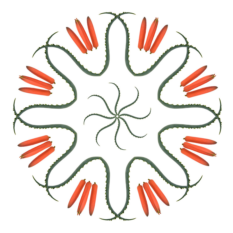 Aloe vera arborescens mandala,  Patterns of Growth, by Tara Gill 