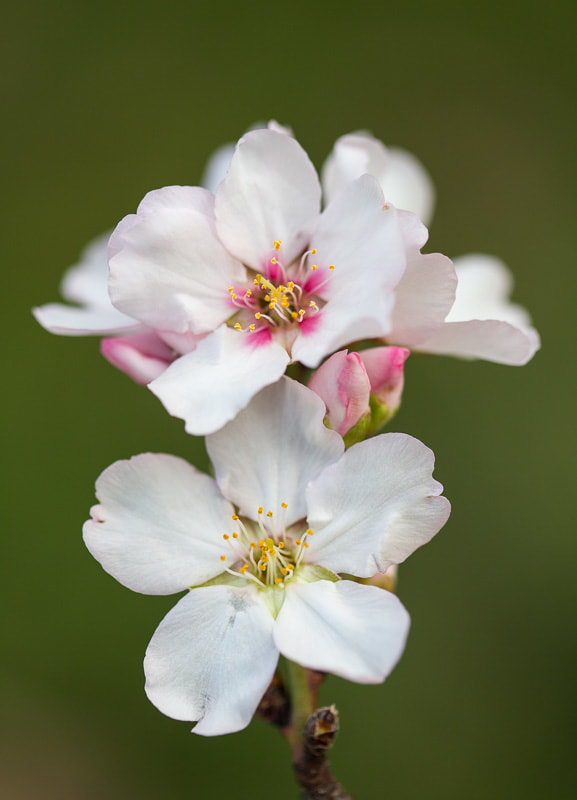 Cherry Blossom 45, Garin Regional Park, Tara Gill Photo