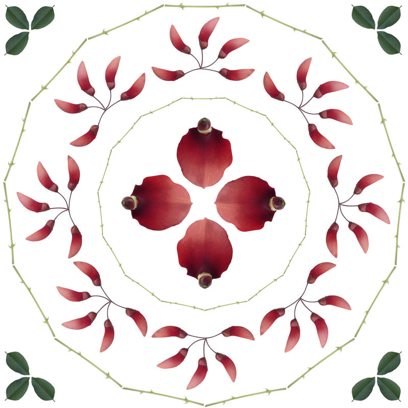Stem of coral tree makes a plate pattern around the blossoms. Pattern, mandala, by Tara Gill