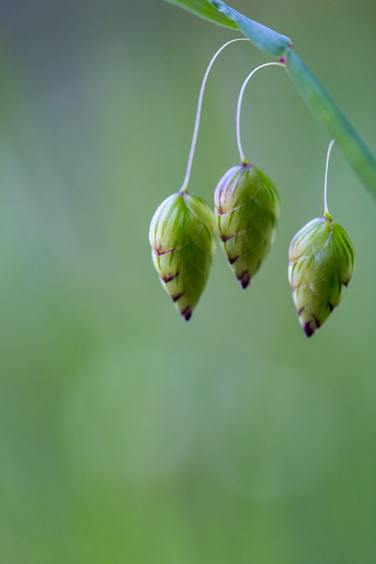 Three delicate wild grass seeds, Mount Tamalpais, by Tara Gill