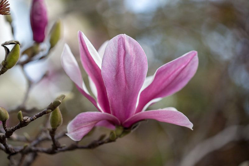 Magnolia 1, Tara Gill Photo