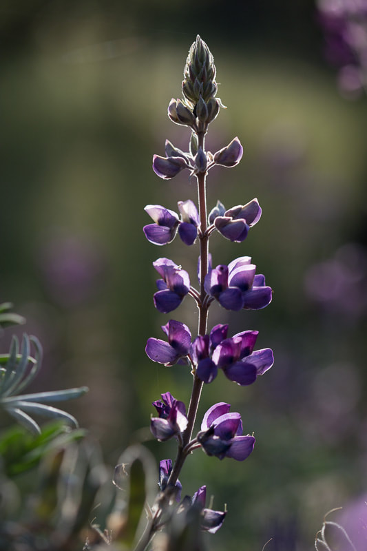 Backlit, wild, purple lupine
