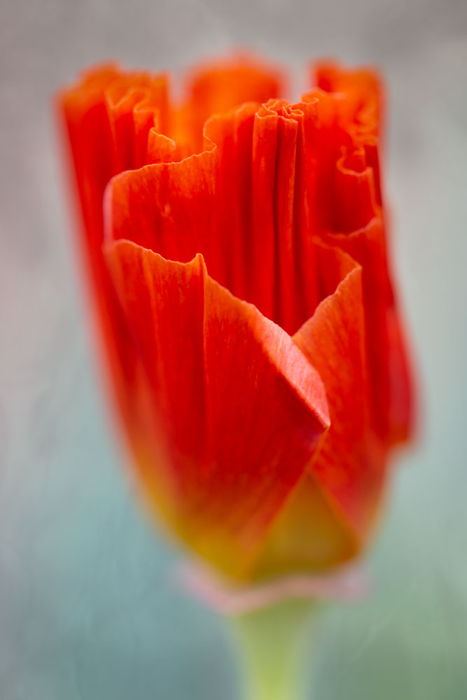 Dark orange poppy seen from side with folds of petals that look like an upside down skirt. By Tara Gill
