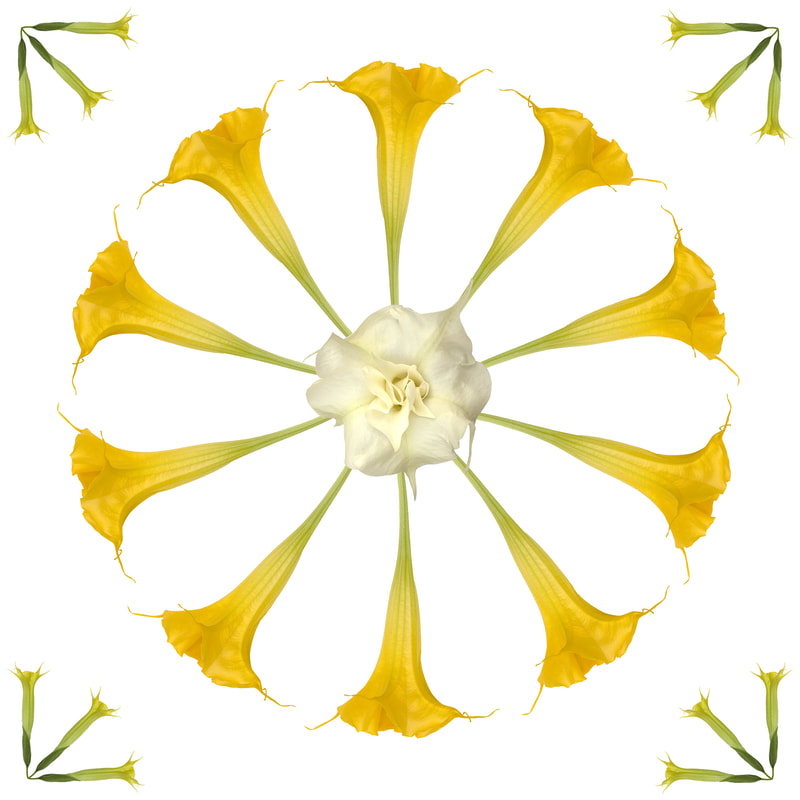 A burst of golden yellow trumpet flowers with a double white in the center. By Tara Gill