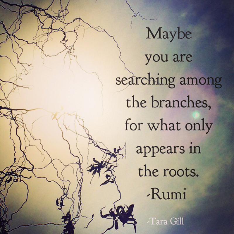 Maybe you are searching among the branches for what only appears in the roots. Rumi, photo by Tara Gill