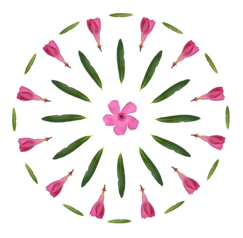 Pink Oleander design, Tara Gill, Patterns of Growth, Botanical Photography & Design