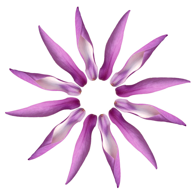 Magnolia Petals Design, Tara Gill, Patterns of Growth