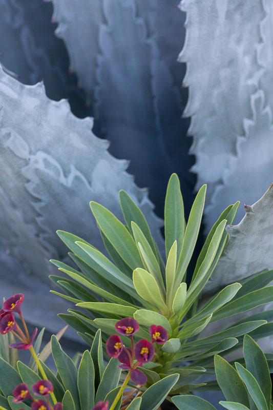 Agave Americana with Euphorbia atropurpurea, Tara Gill Photo