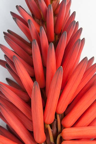 Aloe arborescens raceme, Tara Gill Botanical Design