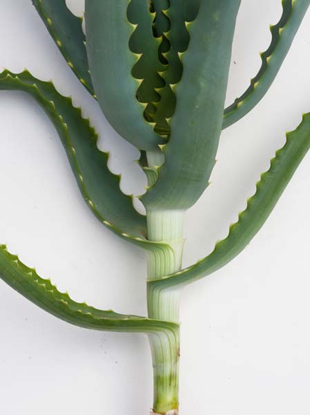 Aloe arborescens leaves, Tara Gill Botanical DesignPicture