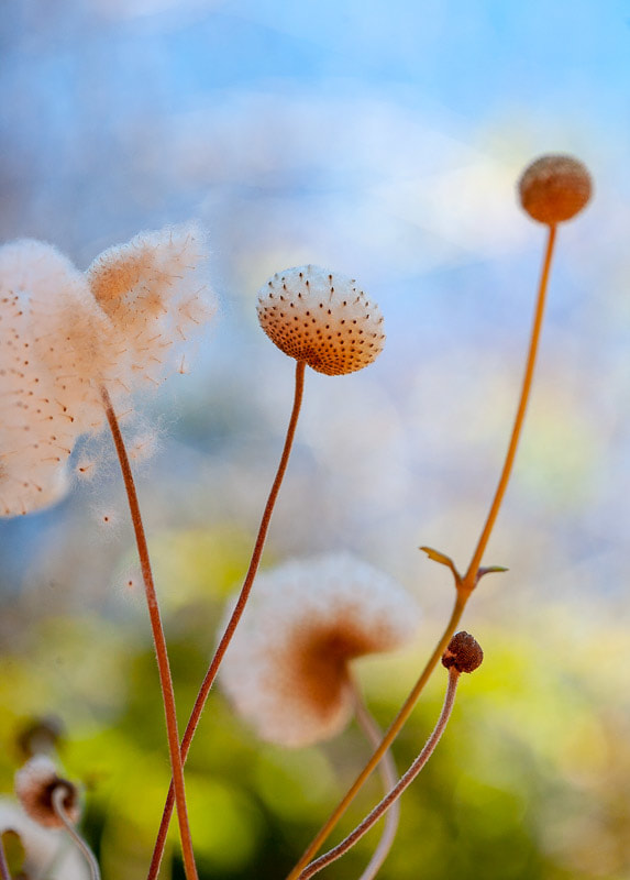 Fluffy Fall, Japanese Anemone Seed Pods set against the garden and sky
