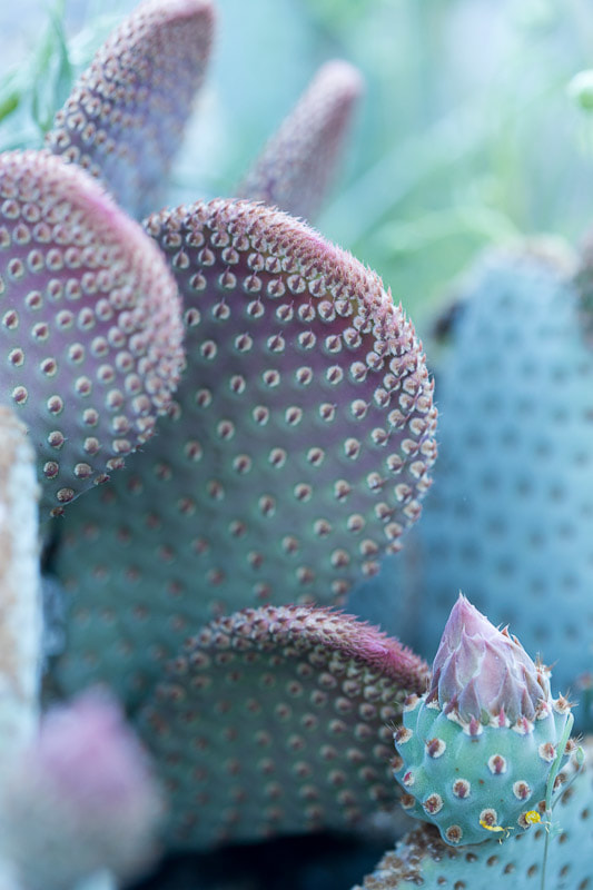 Cacti in Pastels, Joshua Tree, Tara Gill Photo