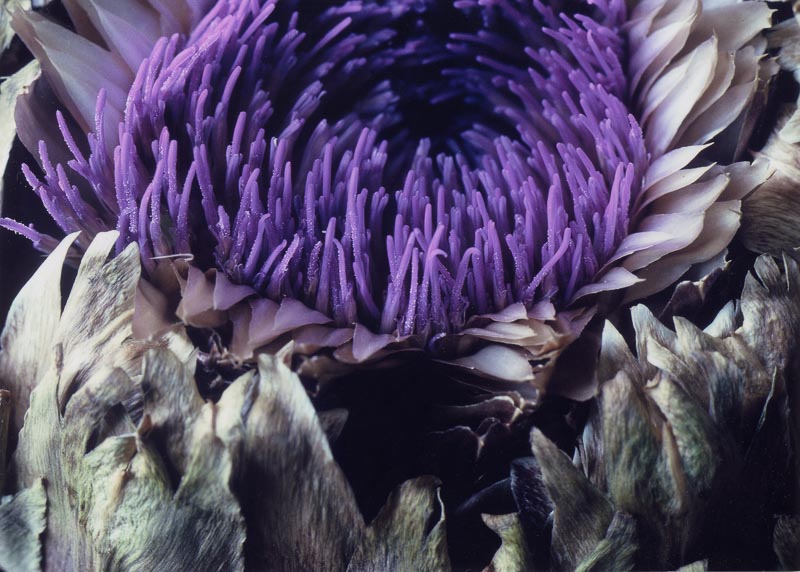 Artichoke in Bloom, Tara Gill Photo