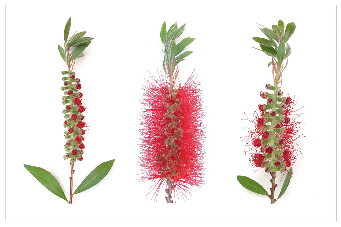 Bottle brush flowers in various states of bloom, by Tara Gill
