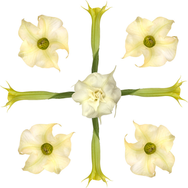 Brugmansia flower seen from above in center with radiating closed buds and singles surrounding, by Tara Gill