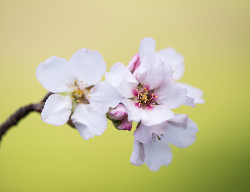 Cherry Blossom 60, Hayward, CA, Tara Gill Photo