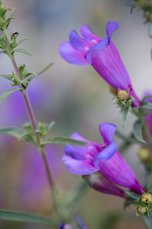 Foothill Penstemon close up, brilliant purple and fuschia, by Tara Gill