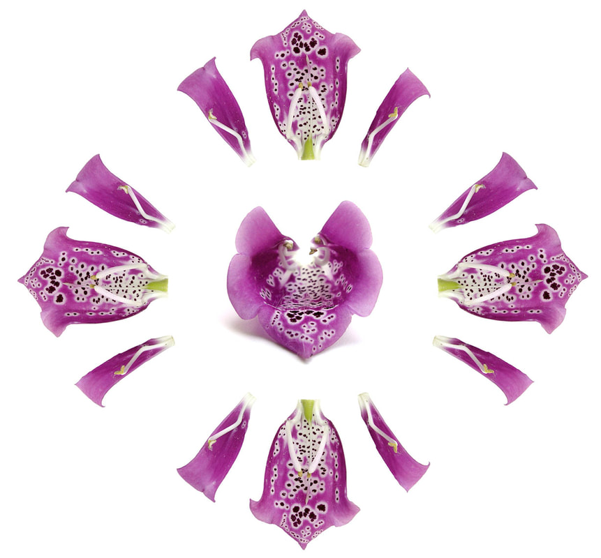 A foxglove flower's inner design with elaborate spots, by Tara Gill