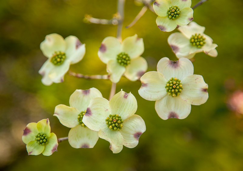 Dogwood Blossoms, Shinn Historical Park, Fremont, Tara Gill Photo