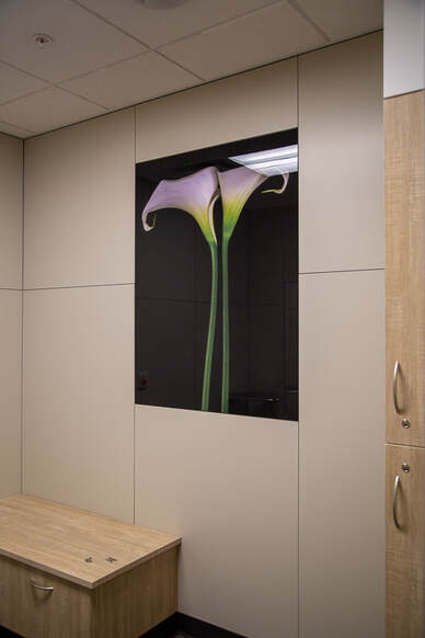 Two Graceful Calla Lilies on a black background, by Tara Gill