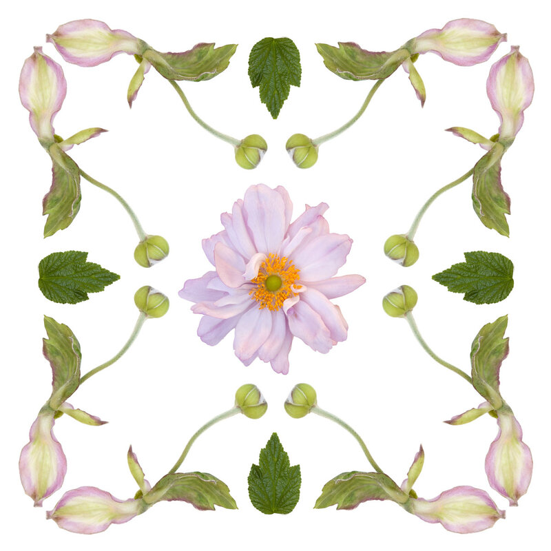 Plant mandala made up of pink japanese anemone blooms and buds and leaves, by Tara Gill