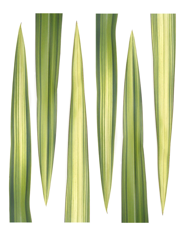 Pointy green and yellow fronds of the New Zealand Flax make a geometric pattern, by Tara Gill