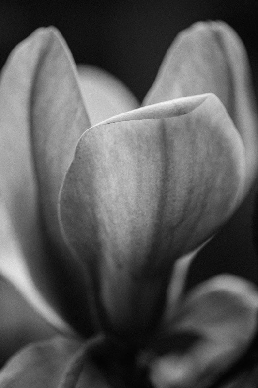 Black and White Magnolia Blossom, Tara GIll Photo