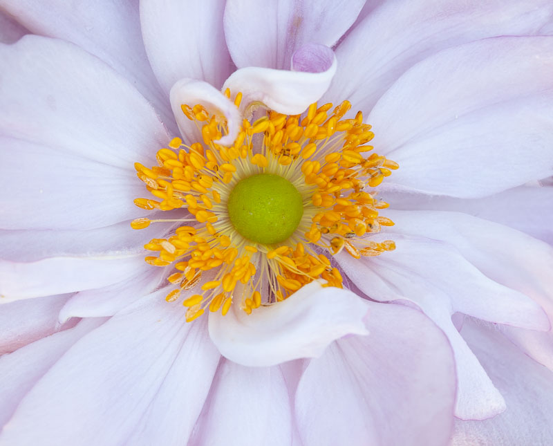 Pale Pink Japanese Anemone with yellow stamens and chartreuse center by Tara Gill