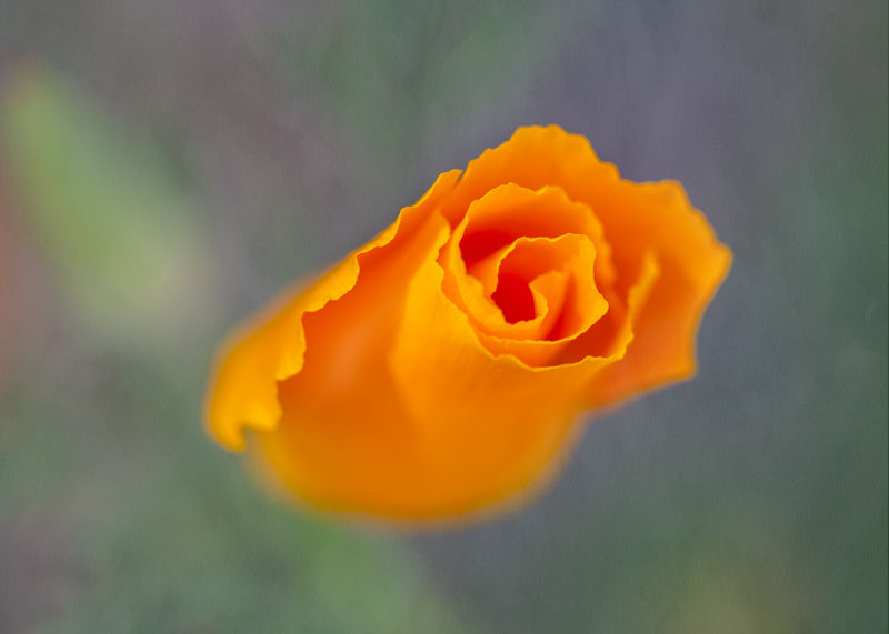California poppy closed to the cold with luscious rose like petals and crinkly edges. By Tara Gill.