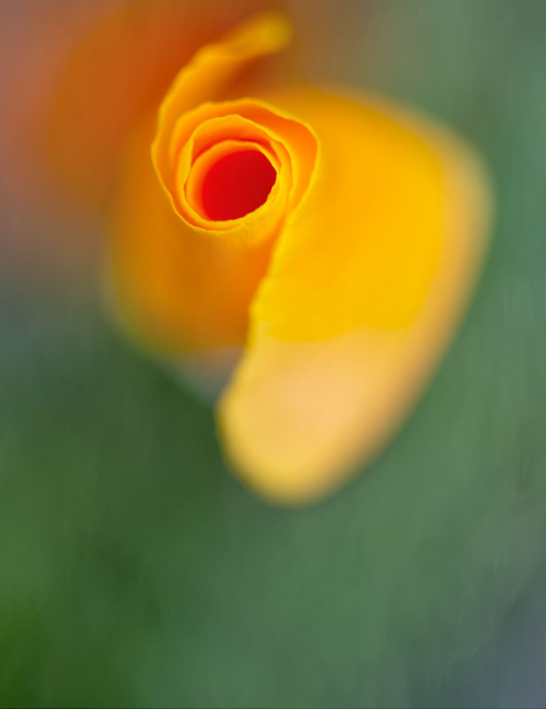 California poppy with twirling petals, by Tara Gill