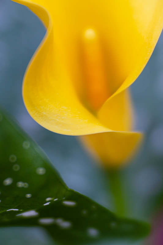Yellow Calla lily with sensuous curves,  by Tara Gill 