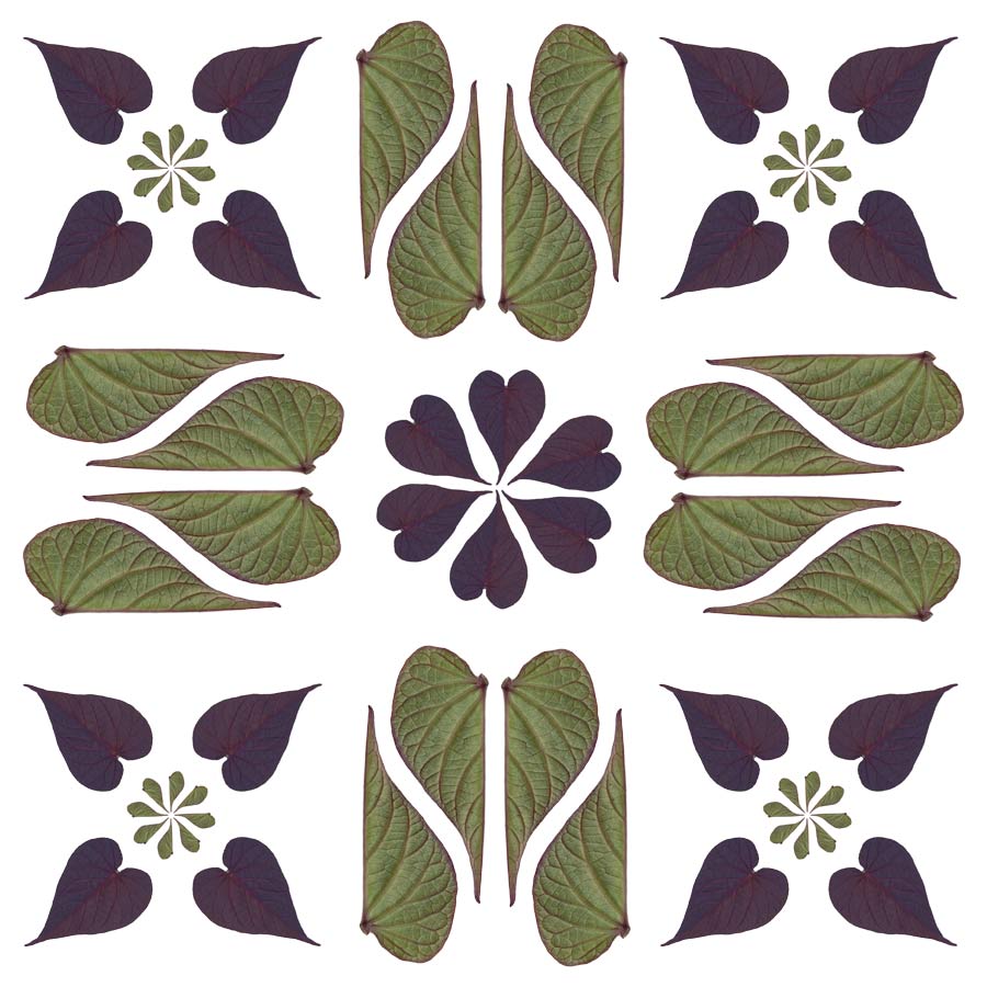 Burgundy and green sweet potato leaves make a pattern. By Tara Gill