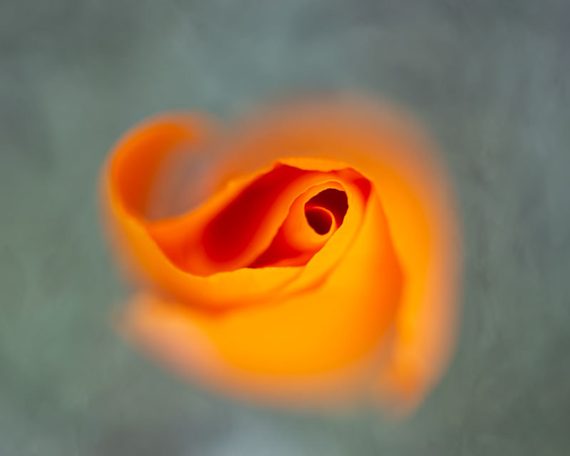 Orange California poppy with amazing curves and folds, almost like a rose. By Tara Gill