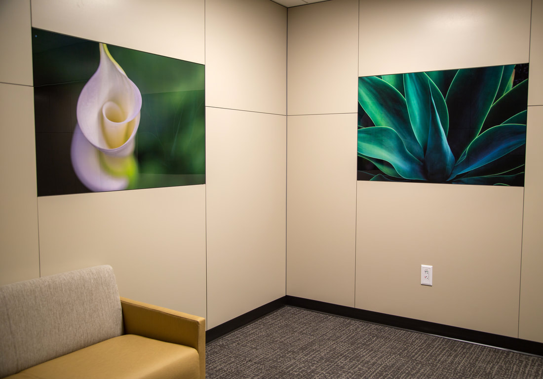 Calla Lily and Desert Rose, art installed in hospital waiting room,by Tara Gill