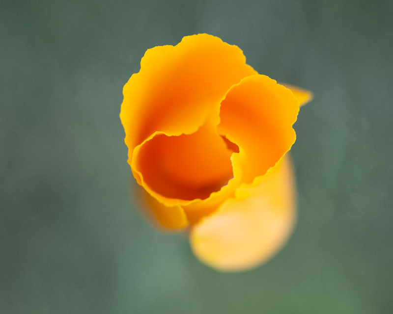 California Poppy seen from above, mostly closed, but petals look like they are twins, by Tara Gill